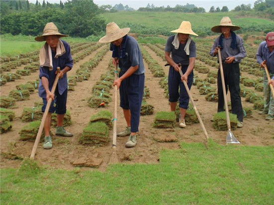 現場起草坪