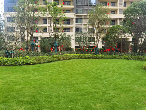 馬尼拉草坪